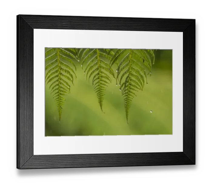 Framed Print : Costa Rica, Sarapique River Valley. Fern in rain