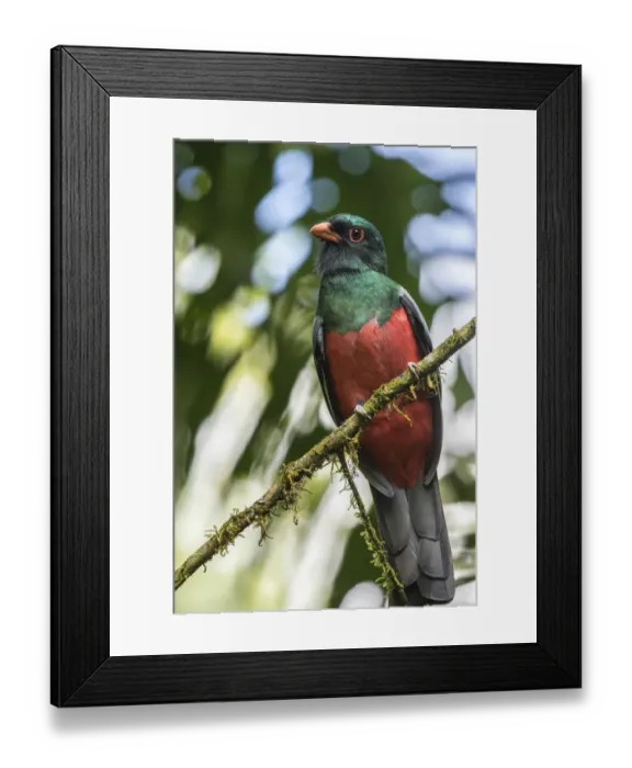 Framed Print : Costa Rica, La Selva Biological Station. Slaty-tailed trogon on limb Framed Print : Costa Rica, La Selva Biological Station. Slaty-tailed trogon on limb