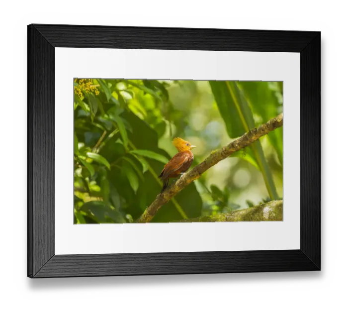 Framed Print : Costa Rica, La Selva Biological Station. Chestnut-collared woodpecker on limb. Credit as Framed Print : Costa Rica, La Selva Biological Station. Chestnut-collared woodpecker on limb. Credit as