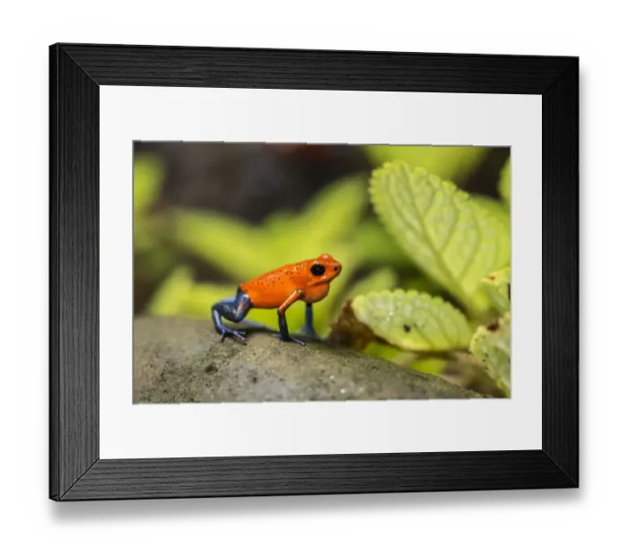 Framed Print : Costa Rica, Sarapique River Valley. Strawberry poison dart frog on plant. Credit as Framed Print : Costa Rica, Sarapique River Valley. Strawberry poison dart frog on plant. Credit as