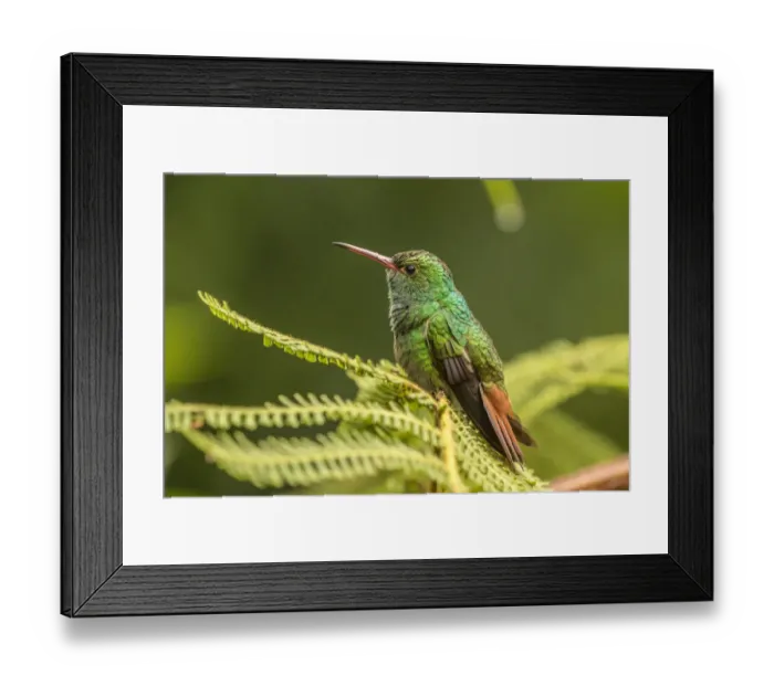 Framed Print : Costa Rica, Sarapique River Valley. Rufous-tailed hummingbird on fern Framed Print : Costa Rica, Sarapique River Valley. Rufous-tailed hummingbird on fern