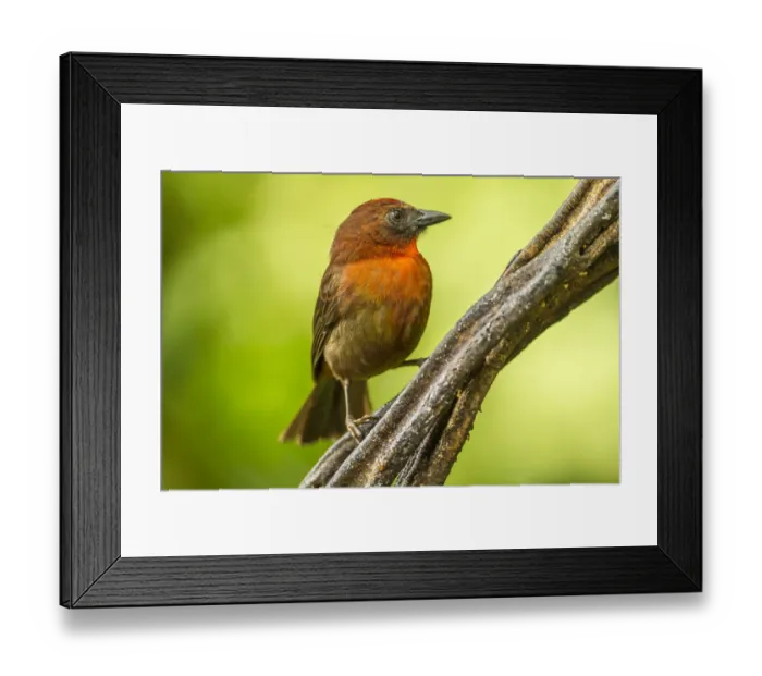 Framed Print : Costa Rica, Sarapique River Valley. Red-throated ant tanager bird on tree. Credit as Framed Print : Costa Rica, Sarapique River Valley. Red-throated ant tanager bird on tree. Credit as