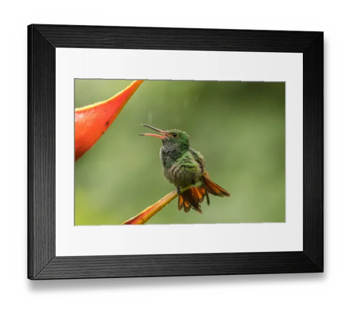 Framed Print : Costa Rica, Sarapique River Valley. Rufous-tailed hummingbird on heliconia plant. Credit as Framed Print : Costa Rica, Sarapique River Valley. Rufous-tailed hummingbird on heliconia plant. Credit as