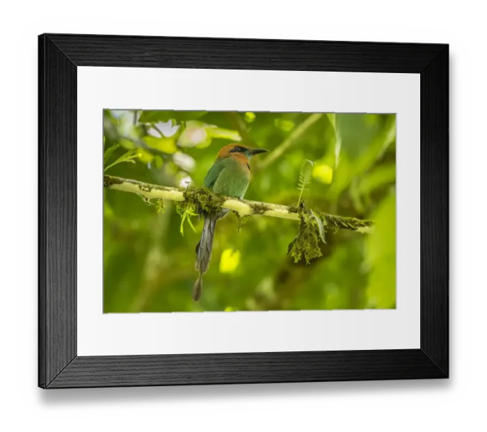 Framed Print : Costa Rica, La Selva Biological Station. Broad-billed motmot on limb Framed Print : Costa Rica, La Selva Biological Station. Broad-billed motmot on limb