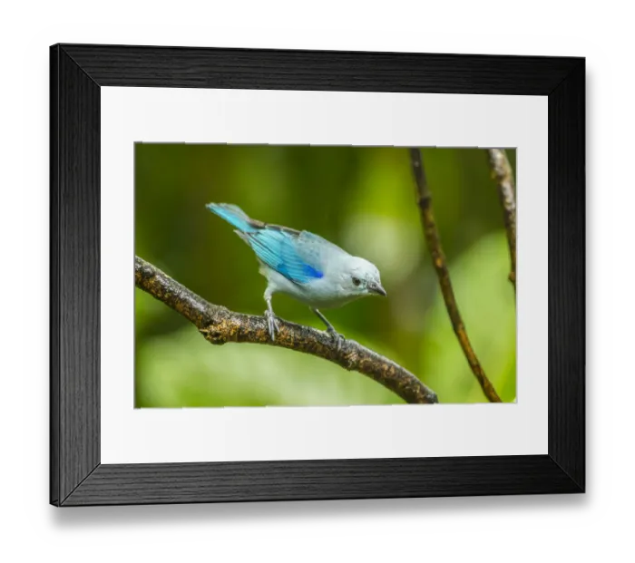 Framed Print : Costa Rica, Sarapique River Valley. Blue-grey tanager on limb Framed Print : Costa Rica, Sarapique River Valley. Blue-grey tanager on limb