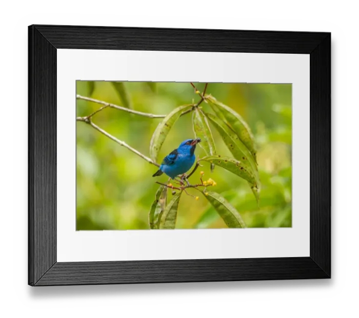 Framed Print : Costa Rica, La Selva Biological Station. Blue dacnis bird feeding Framed Print : Costa Rica, La Selva Biological Station. Blue dacnis bird feeding
