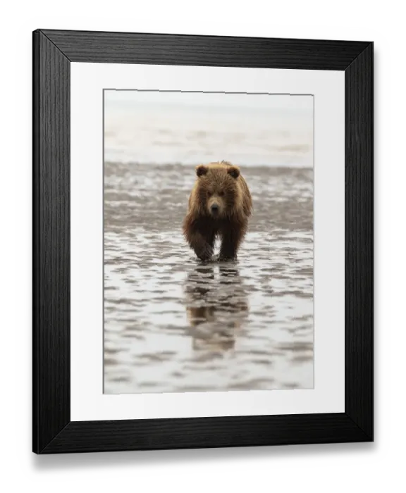 Framed Print : Alaska, USA. Grizzly bear walking through mud Framed Print : Alaska, USA. Grizzly bear walking through mud