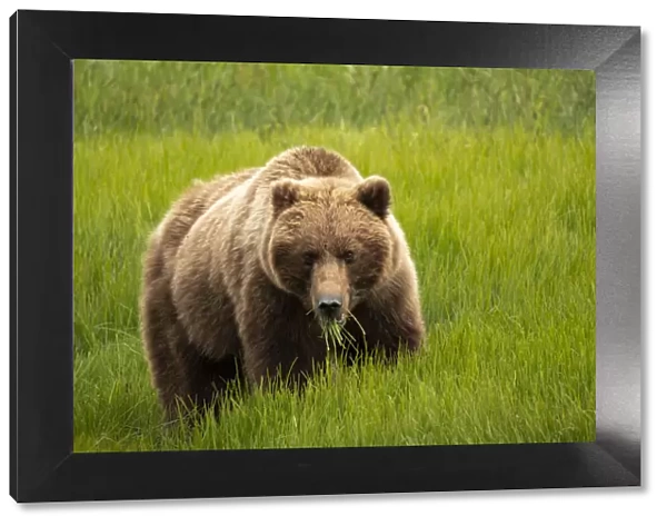Alaska, USA. Grizzly bear eating grass