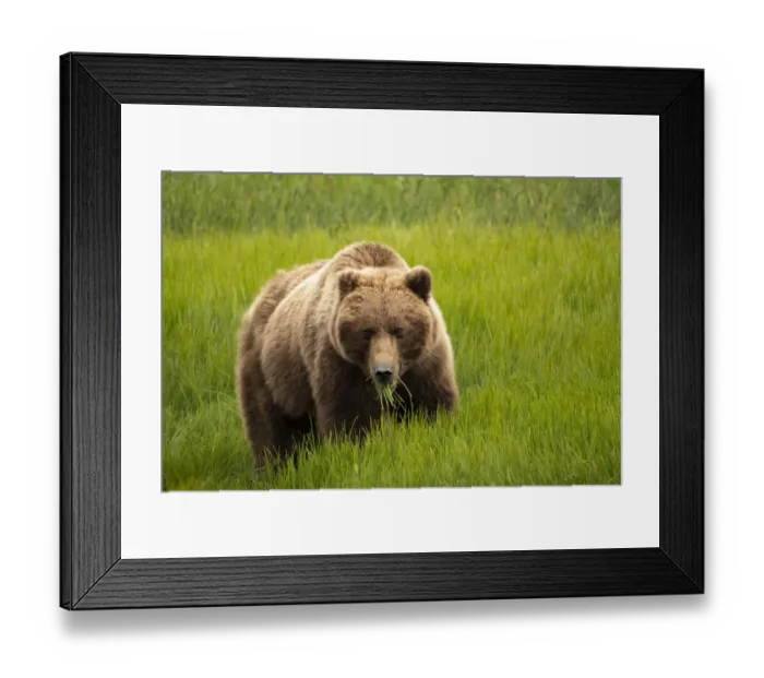 Framed Print : Alaska, USA. Grizzly bear eating grass Framed Print : Alaska, USA. Grizzly bear eating grass