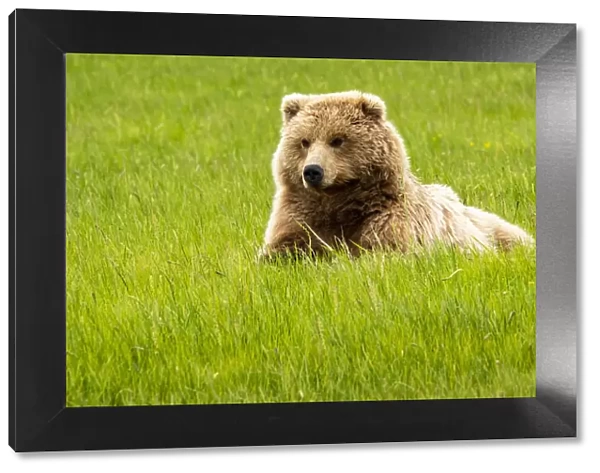 Alaska, USA. Grizzly bear on grass
