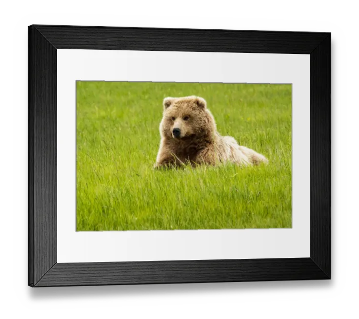 Framed Print : Alaska, USA. Grizzly bear on grass Framed Print : Alaska, USA. Grizzly bear on grass