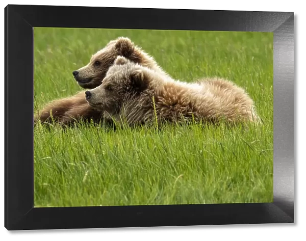 Alaska, USA. Two grizzly bears on grass