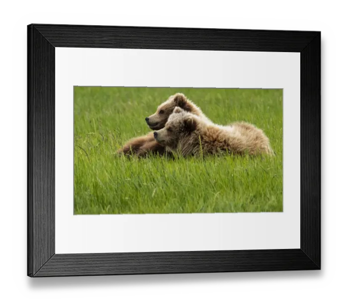 Framed Print : Alaska, USA. Two grizzly bears on grass
