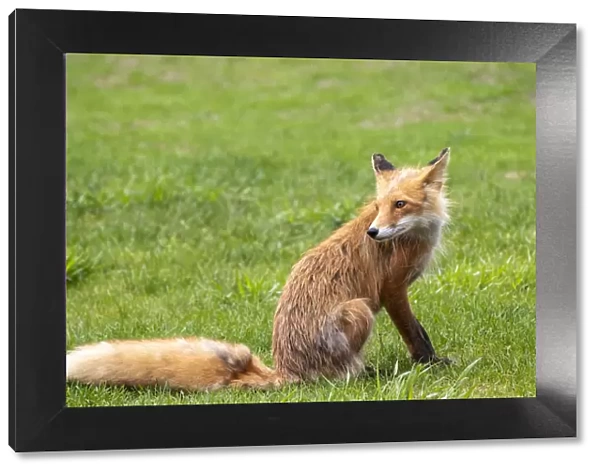 Alaska, USA. Red fox on grass