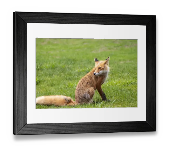 Framed Print : Alaska, USA. Red fox on grass