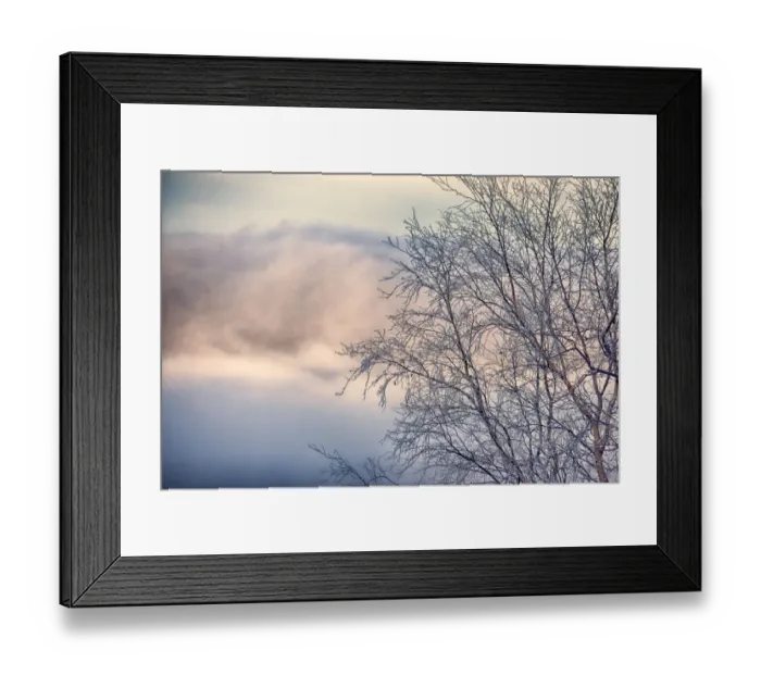 Framed Print : Frosted alder tree in winter Framed Print : Frosted alder tree in winter