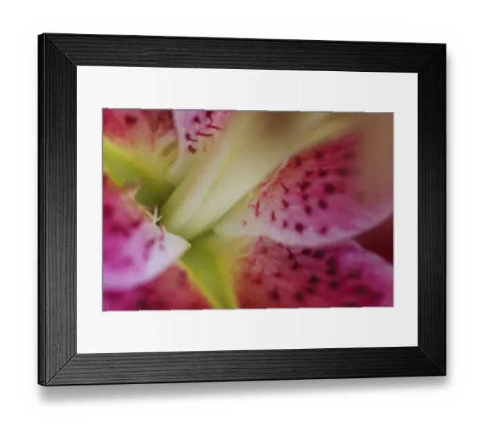Framed Print : Stargazer lily Framed Print : Stargazer lily