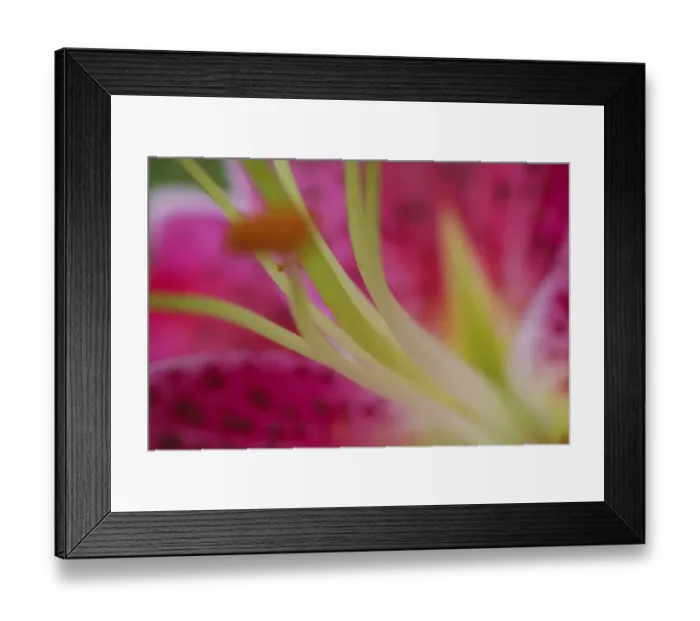 Framed Print : Stargazer lily Framed Print : Stargazer lily