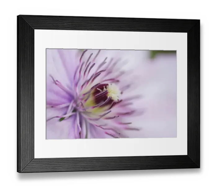 Framed Print : Pale pink clematis blossom Framed Print : Pale pink clematis blossom