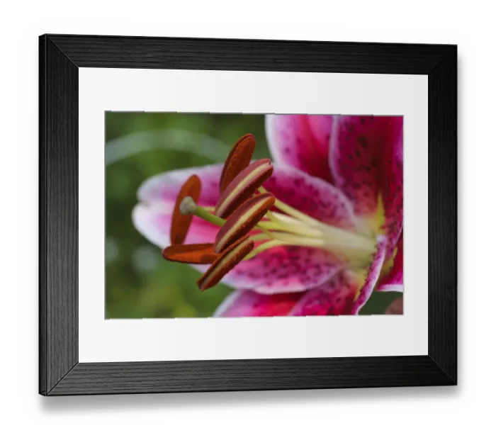 Framed Print : Stargazer lily Framed Print : Stargazer lily