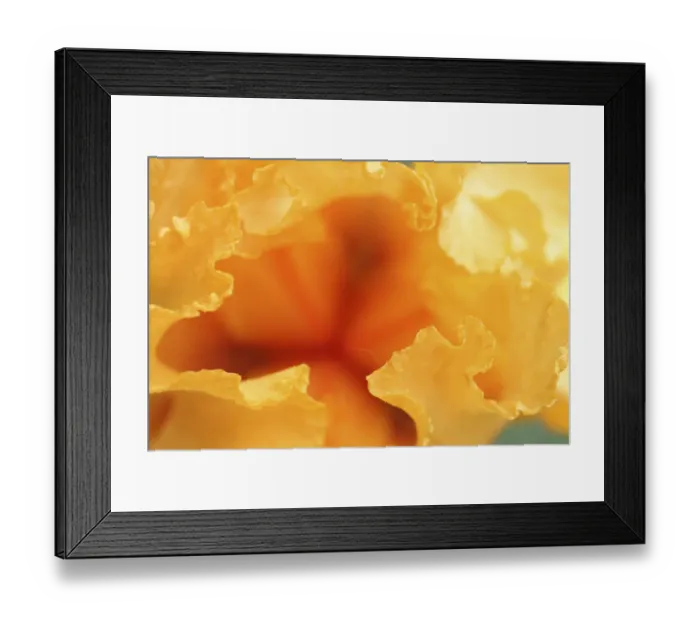 Framed Print : Bearded iris flower close-up Framed Print : Bearded iris flower close-up