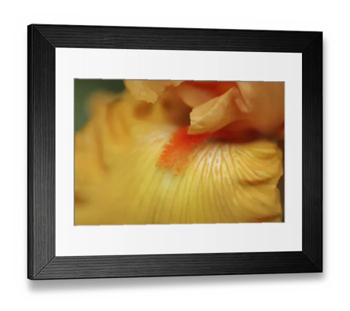 Framed Print : Bearded iris flower close-up Framed Print : Bearded iris flower close-up