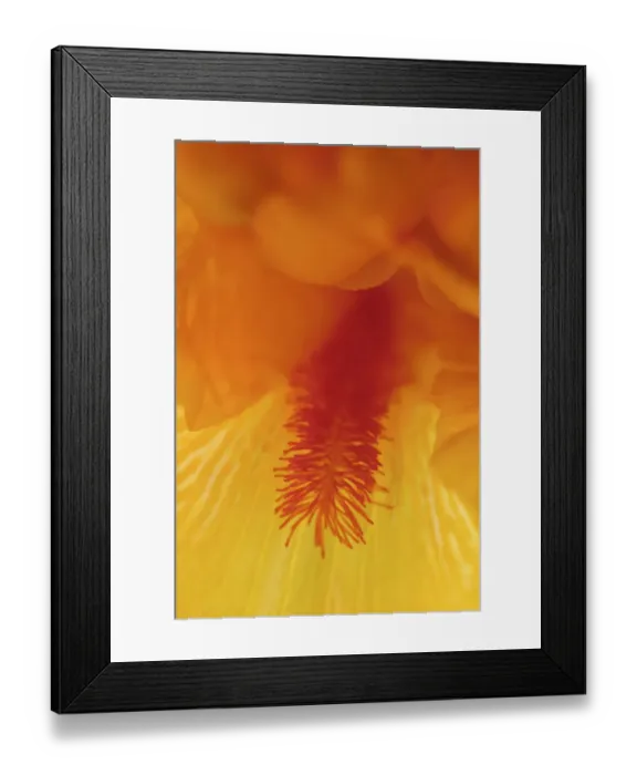 Framed Print : Bearded iris flower close-up Framed Print : Bearded iris flower close-up