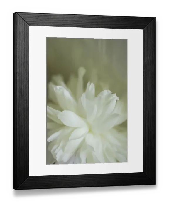 Framed Print : White peony Framed Print : White peony