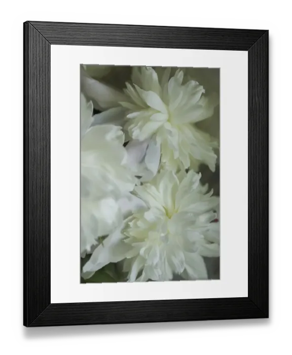 Framed Print : White peony Framed Print : White peony