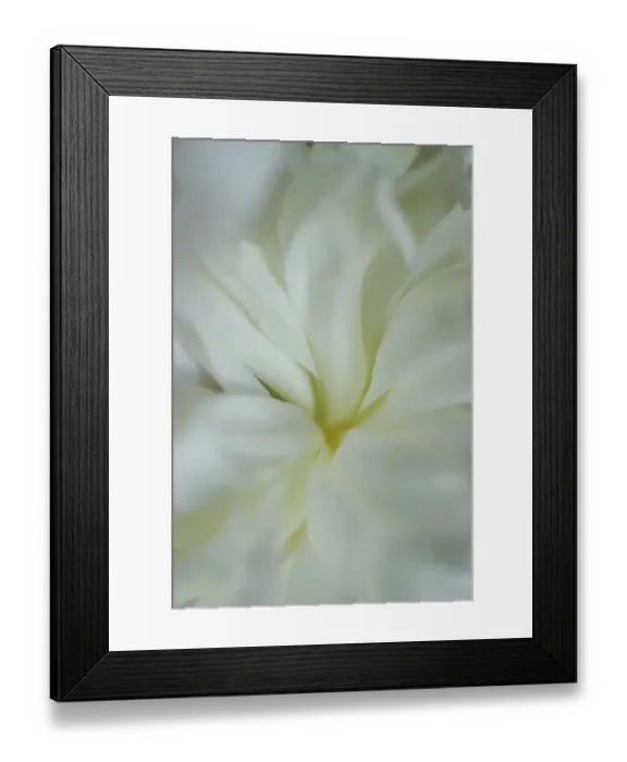 Framed Print : White peony Framed Print : White peony