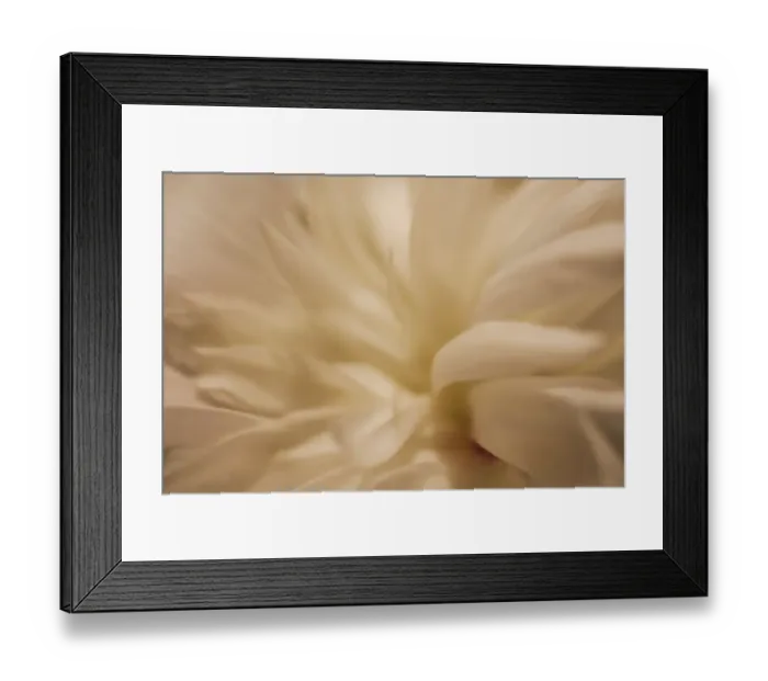 Framed Print : White peony