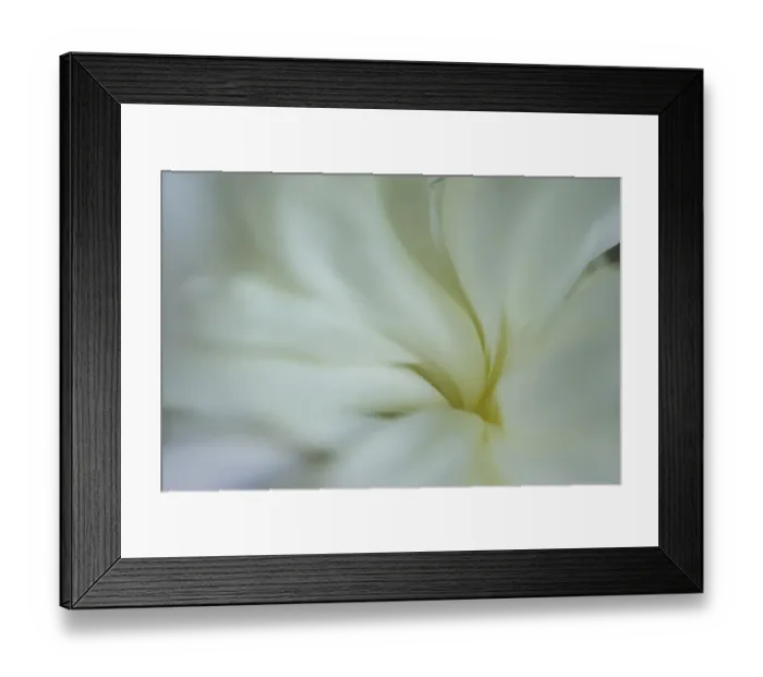 Framed Print : White peony Framed Print : White peony