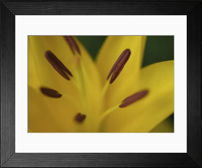 Framed Print : Yellow daylily flower close-up