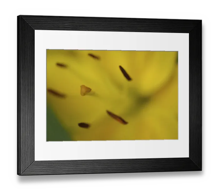 Framed Print : Yellow daylily flower close-up Framed Print : Yellow daylily flower close-up
