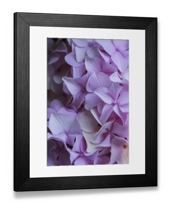 Framed Print : Pink hydrangea blossom Framed Print : Pink hydrangea blossom
