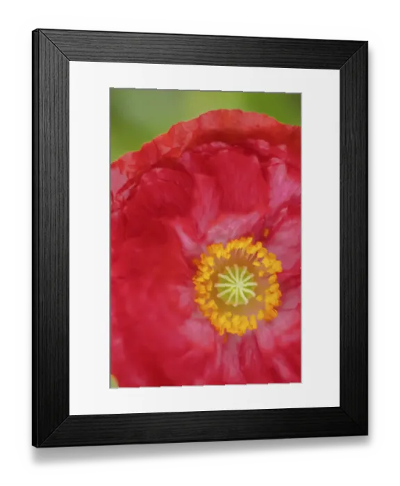 Framed Print : Red poppy flower