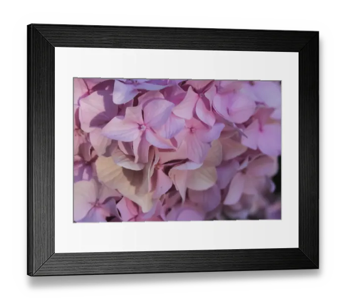 Framed Print : Pink hydrangea blossom