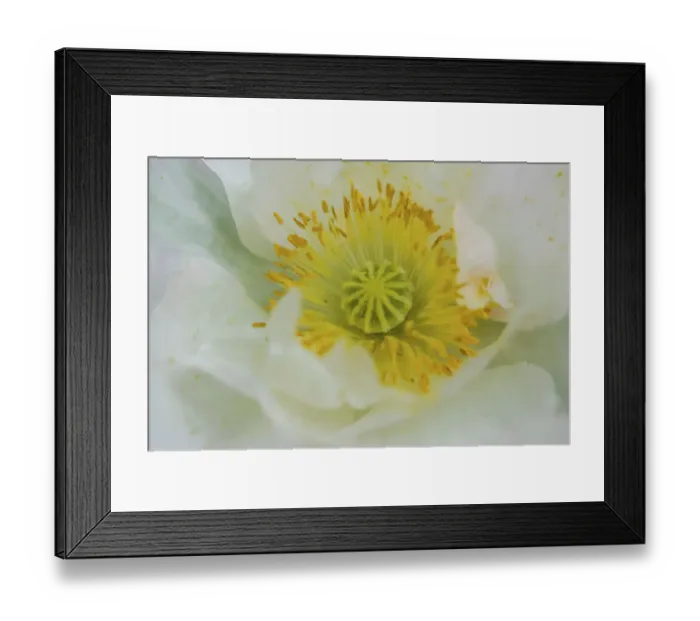 Framed Print : Garden poppy Framed Print : Garden poppy
