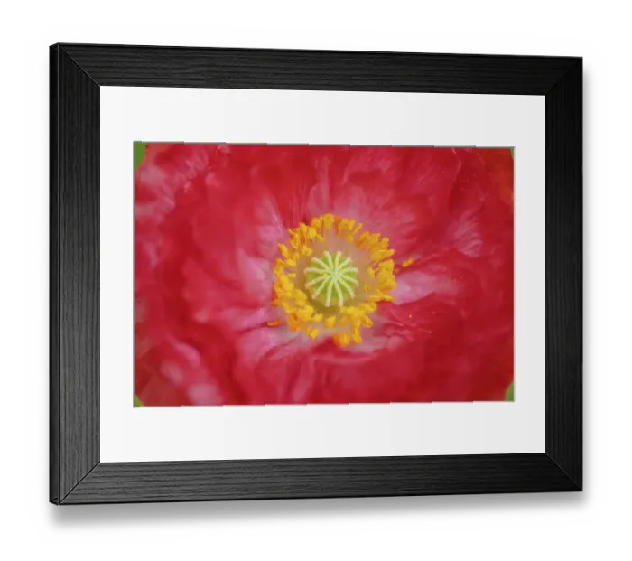 Framed Print : Red poppy flower Framed Print : Red poppy flower