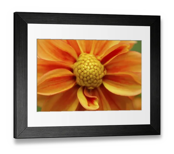 Framed Print : Orange Dahlia bloom Framed Print : Orange Dahlia bloom