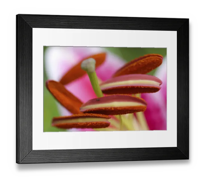 Framed Print : Stargazer lily