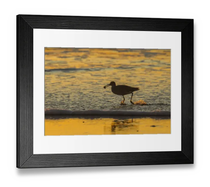 Framed Print : USA, California, San Luis Obispo County. Willet with food at sunset Framed Print : USA, California, San Luis Obispo County. Willet with food at sunset