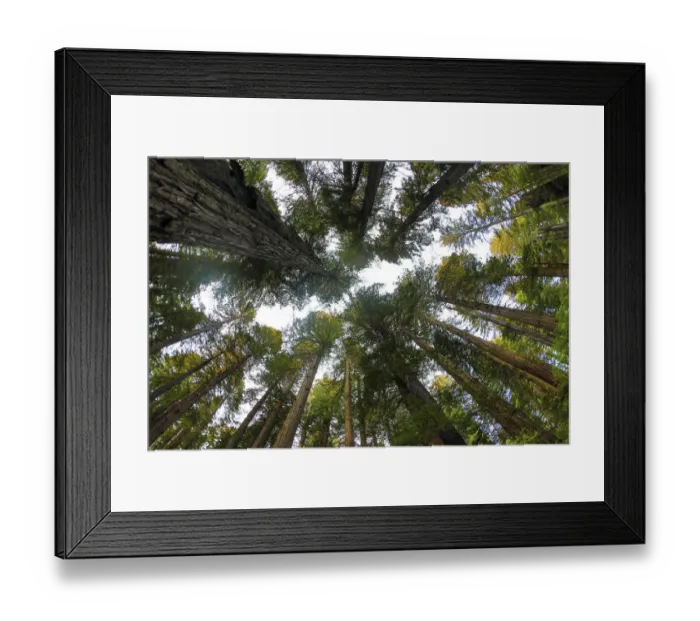 Framed Print : Looking up into grove of redwoods, Del Norte Redwoods State Park, California Framed Print : Looking up into grove of redwoods, Del Norte Redwoods State Park, California