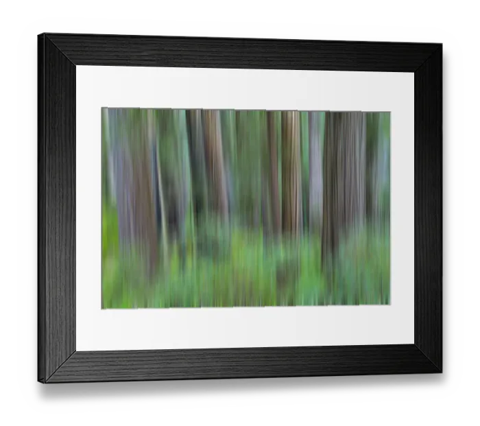 Framed Print : Grove of redwoods, panning effect. Damnation Creek Trail, Del Norte Redwoods State Park Framed Print : Grove of redwoods, panning effect. Damnation Creek Trail, Del Norte Redwoods State Park