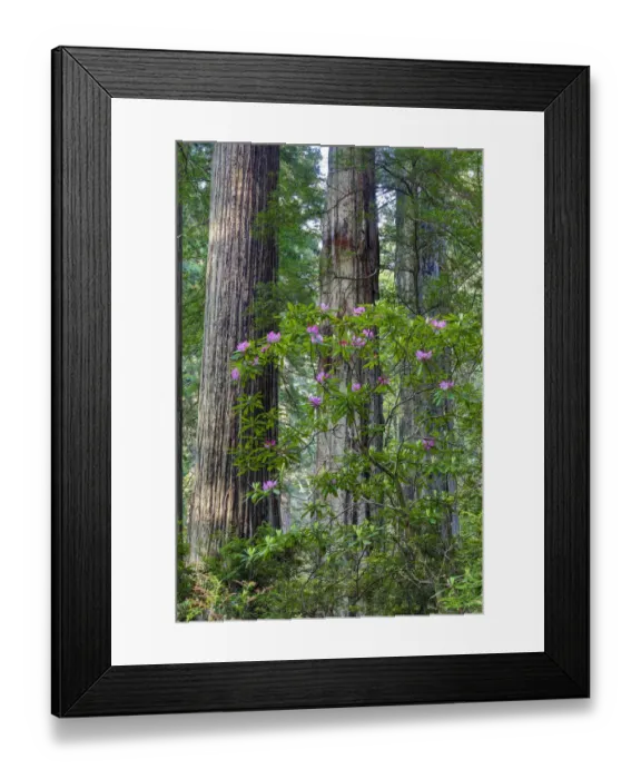 Framed Print : Rhododendrons blooming, Del Norte Redwoods State Park, California Framed Print : Rhododendrons blooming, Del Norte Redwoods State Park, California