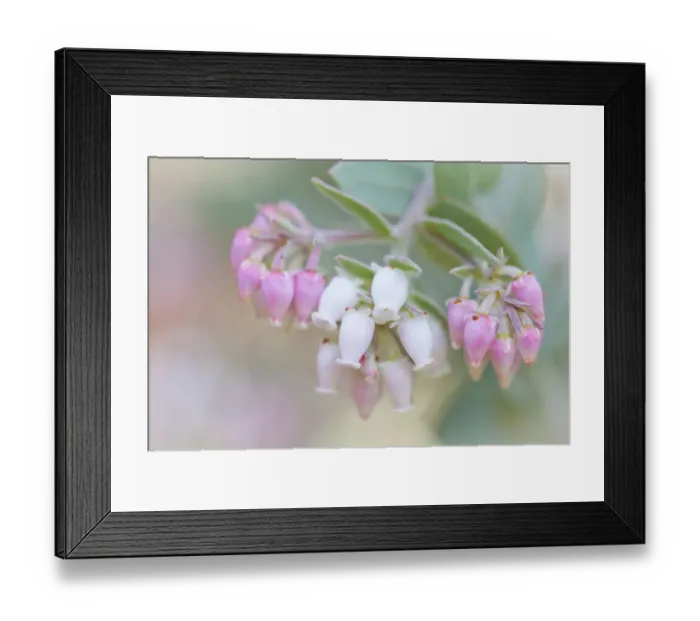 Framed Print : Manzanita flowers, genus Arctostaphylos, Mount Diablo State Park Framed Print : Manzanita flowers, genus Arctostaphylos, Mount Diablo State Park