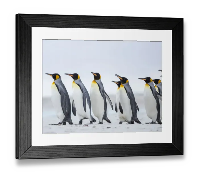 Framed Print : King Penguin on Falkland Islands Framed Print : King Penguin on Falkland Islands