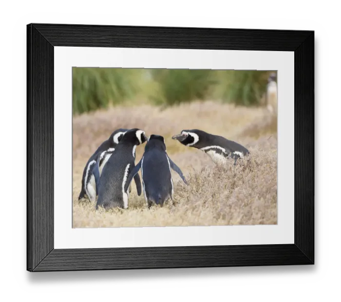 Framed Print : Magellanic Penguin social interaction and behavior in a group, Falkland Islands Framed Print : Magellanic Penguin social interaction and behavior in a group, Falkland Islands