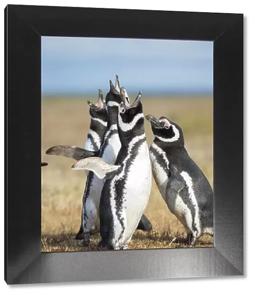Magellanic Penguin social interaction and behavior in a group, Falkland Islands
