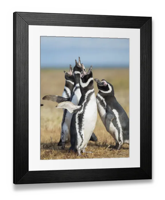 Framed Print : Magellanic Penguin social interaction and behavior in a group, Falkland Islands